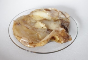 SCOBY